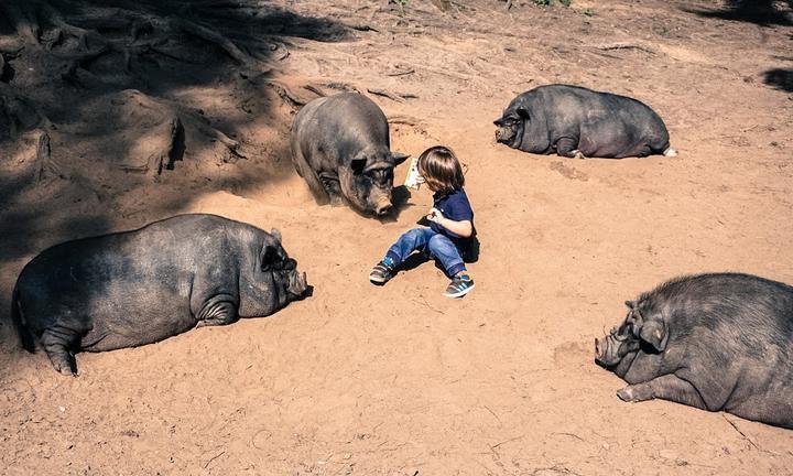 Wildpark-Restaurant Schwarze Berge